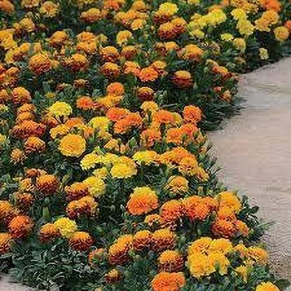 gorgeous moment genda phool ,marigold Seed