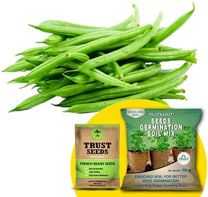 AANDAVAR AGRO AGENCY AANDAVAR AGRO AGENCY Seed