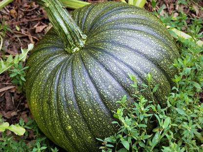 VibeX PUAS-94 - Pumpkin Vegetable - (100 Seeds) Seed
