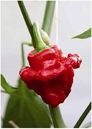 KNESSiN Chilli Pepper Scotch Bonnet Seed