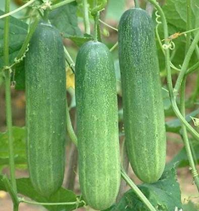 HEAVEN kakadi, Cucumber Seed Seed