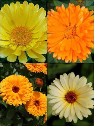 XOLDA Calendulan fg yellow Seed