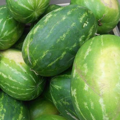 BJUBAS Yellow watermelon fruit PACK OF 22 Seed