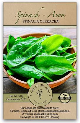 VibeX XLR-91 - Spinach Avon F-1 Hybrid - (250 Seeds) Seed