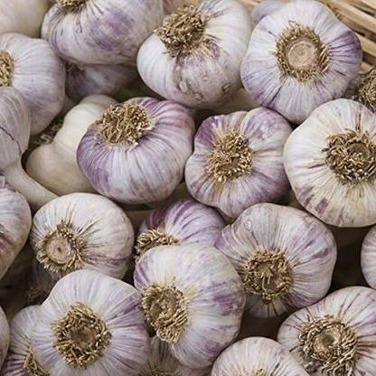 WILLVINE Garlic cloves 'Red Duke' -[50 Seeds] Seed