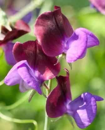 LASMA Sweet Pea|Matucana| Seed
