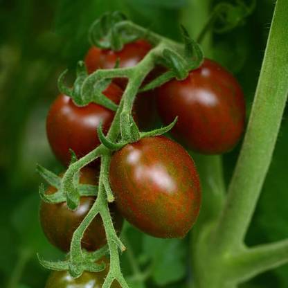 CEZIUS Home Gardening Vegetables Tomato Chocolate Sprinkles Seed