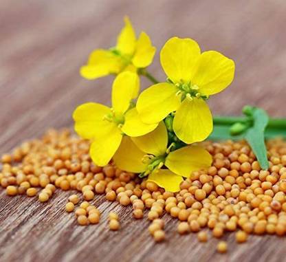 CYBEXIS LXI-39 - Yellow Mustard Non GMO - (750 Seeds) Seed