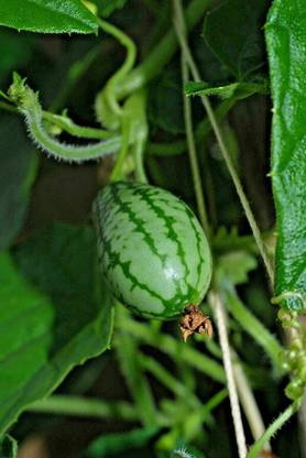 WILLVINE PAU-300 Cucamelon Mexican Mini Watermelon Seed