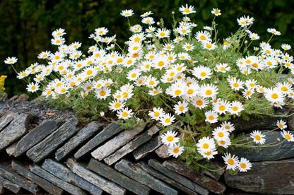 CYBEXIS Anthemis carpatica Snow Carpet Seeds, White Marguerite Daisy Seed