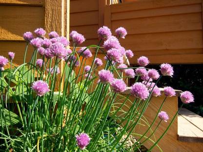 VibeX NDIR-85 - Organic Chives - (250 Seeds) Seed