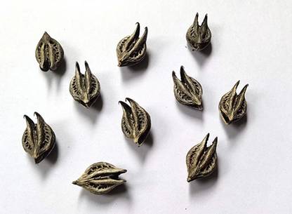 CHILLATAI Bat Head Roots Seeds / Devil Pods Seed