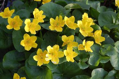 VibeX XLR-74 - Marsh Marigold Flower - (2250 Seeds) Seed