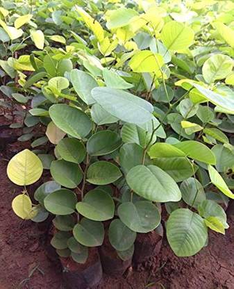 BDSresolve Red sandal seeds original/Red chandan seeds 16 Seed