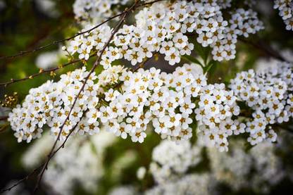 SHUBH SIDDHI gypsophila flower Seed