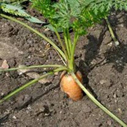 SREE Carrot Seed, RC -150, Mixed Carrot Hybird Seed, Gajjar Organic Seed, Carrot Seed