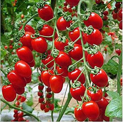 Suchitra Tomato Seed