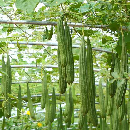 VibeX LX-13 - Luffa Acutangula Angled Ridge Gourd Turai - (100 Seeds) Seed