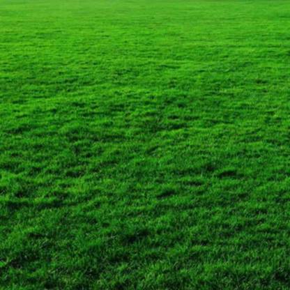 naturehils Bermuda Carpet Grass Seeds, Lawn Grass Seeds, F1 Hybird Playgraund Grass Seed