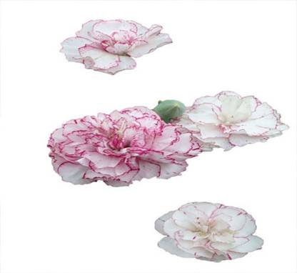 KANAYA Carnation Flower Seeds For Kitchen Gardening Seed