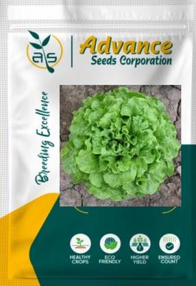 Finiox SUMMER SWEETHEART F1 HYBRID CHERRY TOMATO SEEDS & PLANT Seed