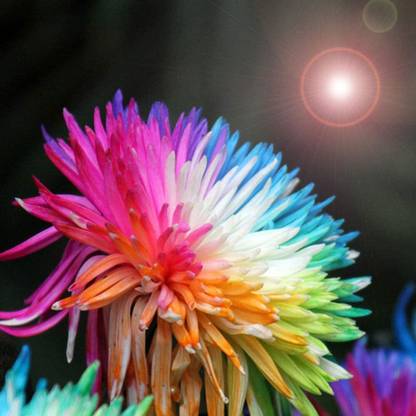 CYBEXIS Rainbow Chrysanthemum Seeds Hardy Perennial Seed