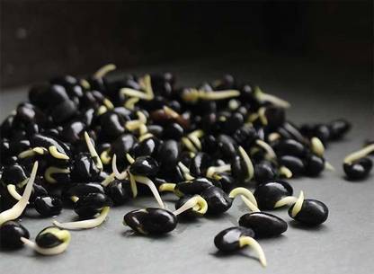 Biosnyg BLACK SOYBEAN - ORGANIC [500 Seeds] Seed