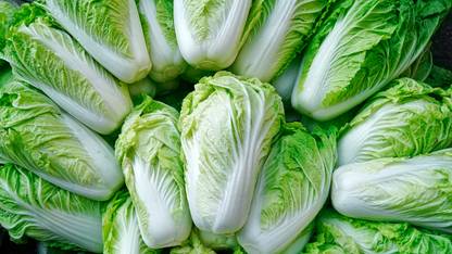 Mozette Organic Chines cabbage Seed