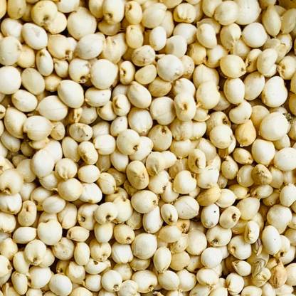 Shree Ganga Enterprise Organic Sorghum Sudan (Jowar) Grass seeds for 1 Kg Seed