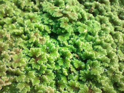 ONEGARDEN Azolla Seed