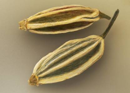 Farmers Choice Dill Seed