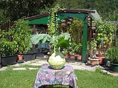 KNESSiN Swiss Giant Kohlrabi Seed