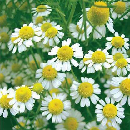 VibeX VVI-89 - Roman Chamomile - (750 Seeds) Seed