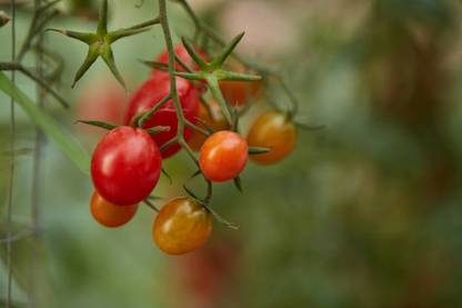 MOGEX tomato Seed