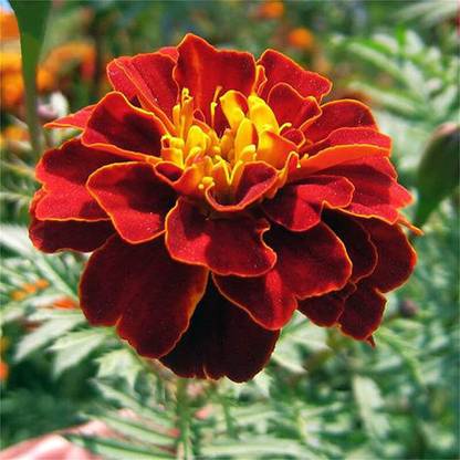 CYBEXIS NBIR-8 - Tagetes Patula Marigold - (250 Seeds) Seed