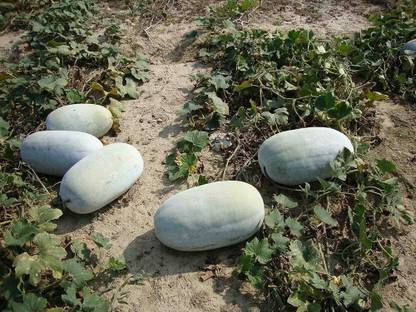 Pbevergreen Ash gourd seeds for home garden PACK OF 22 Seed