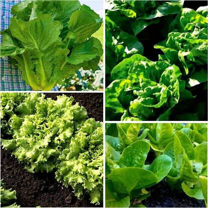 VibeX ® VXI-355 Heat Tolerant Lettuce 4 Varieties Seed