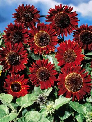 Aywal Red Sunflower Seeds Seed