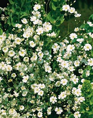 CYBEXIS Gypsophila Paniculata Alba White Seeds - White Gypsophilia Seed