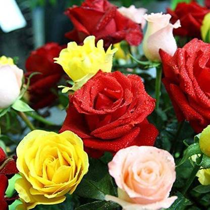 VibeX PAU-96 - Multicolored Rose Flower - (100 Seeds) Seed