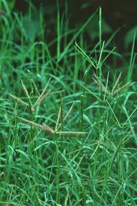 jkfarm Indian Doob Grass, Dhurva Ghas Seed