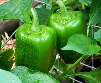 CYBEXIS LX-30 - Capsicum/ Shimla mirchi - (1350 Seeds) Seed