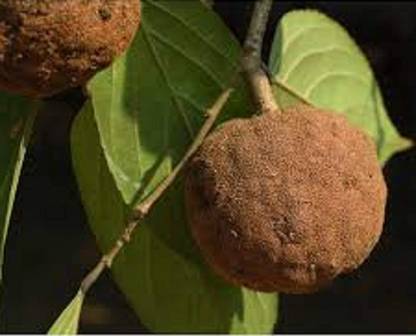 VibeX ® VMR-61 Jangli Badam Almond Badam Tree Seeds Seed