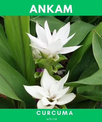 ANKAM Curcuma, Summer Flower Bulb, Suitable For Your Garden Seed