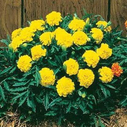 VibeX GUA-15 - Janie Yellow Marigold - (250 Seeds) Seed