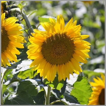 Lorvox big sunflower flower plant Seed
