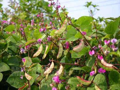 KNESSiN Purple Flat Bean Seed