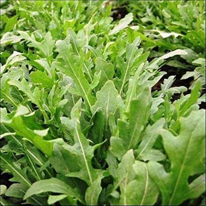 Mozette Organic rocket herb Seed
