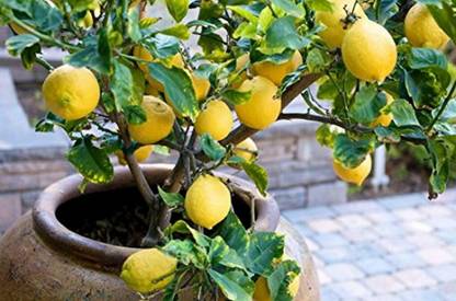 Aywal Lemon Fruit Seed
