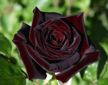WILLVINE Black rose halfeti A-3 Seed